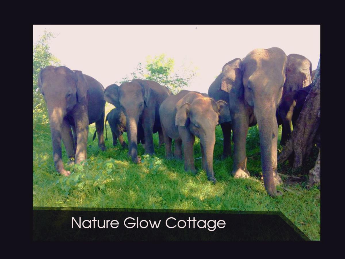 Nature Glow Cottage Udawalawe Ngoại thất bức ảnh