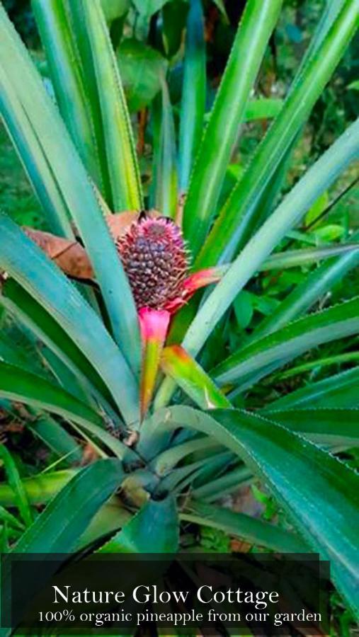 Nature Glow Cottage Udawalawe Ngoại thất bức ảnh